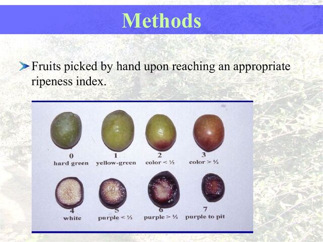 Fruits picked by hand upon reaching an appropriate
ripeness index.
Methods
