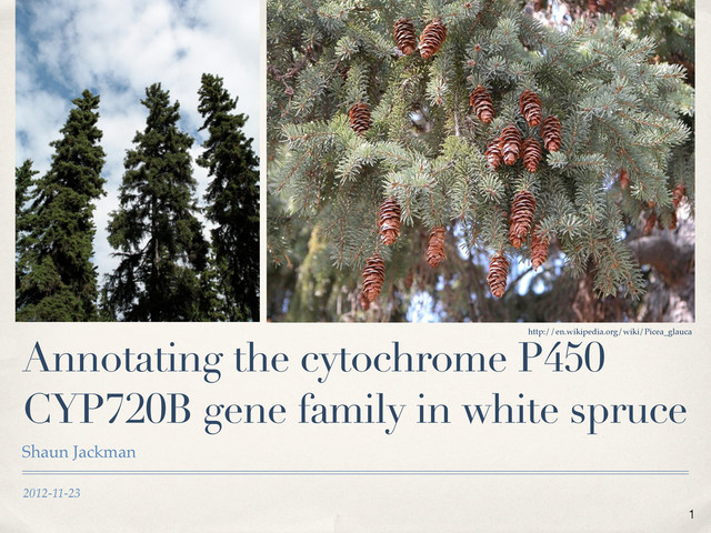 2012-11-23
Annotating the cytochrome P450
CYP720B gene family in white spruce
Shaun Jackman
http://en.wikipedia.org/wiki/Picea_glauca
1
