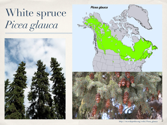 White spruce
Picea glauca
http://en.wikipedia.org/wiki/Picea_glauca
2
