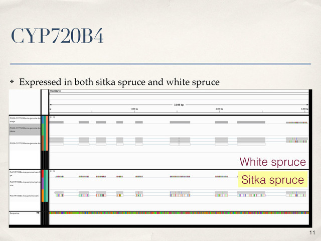 CYP720B4
11
✤ Expressed in both sitka spruce and white spruce
Sitka spruce
White spruce
