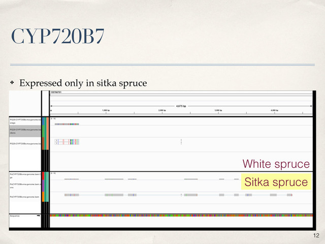 CYP720B7
12
✤ Expressed only in sitka spruce
Sitka spruce
White spruce
