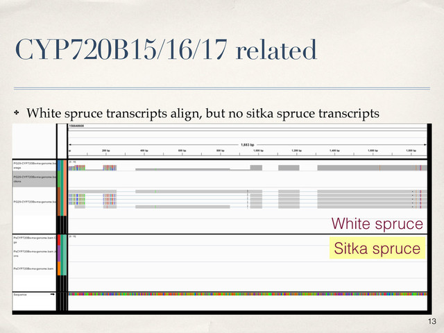 CYP720B15/16/17 related
13
✤ White spruce transcripts align, but no sitka spruce transcripts
Sitka spruce
White spruce
