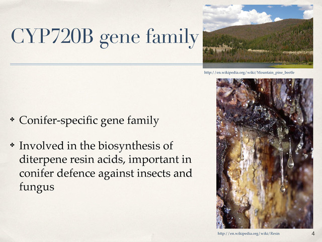 CYP720B gene family
✤ Conifer-speciﬁc gene family
✤ Involved in the biosynthesis of
diterpene resin acids, important in
conifer defence against insects and
fungus
http://en.wikipedia.org/wiki/Mountain_pine_beetle
4
http://en.wikipedia.org/wiki/Resin
