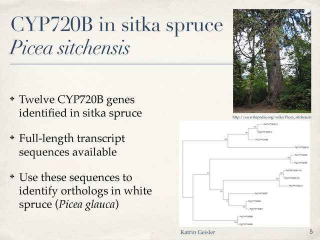 CYP720B in sitka spruce
Picea sitchensis
✤ Twelve CYP720B genes
identiﬁed in sitka spruce
✤ Full-length transcript
sequences available
✤ Use these sequences to
identify orthologs in white
spruce (Picea glauca)
http://en.wikipedia.org/wiki/Picea_sitchensis
Katrin Geisler 5
