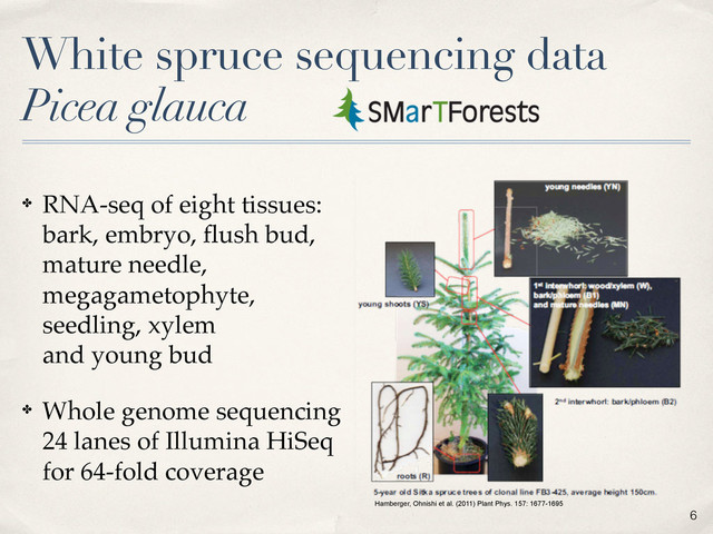 White spruce sequencing data
Picea glauca
✤ RNA-seq of eight tissues:
bark, embryo, ﬂush bud,
mature needle,
megagametophyte,
seedling, xylem
and young bud
✤ Whole genome sequencing
24 lanes of Illumina HiSeq
for 64-fold coverage
6
Hamberger, Ohnishi et al. (2011) Plant Phys. 157: 1677-1695

