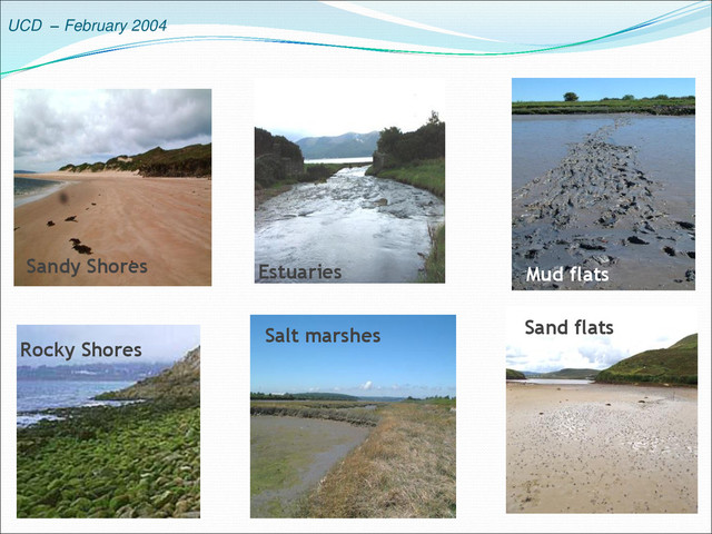 UCD – February 2004
Rocky Shores
Sandy Shores Estuaries
Salt marshes
Mud flats
Sand flats
