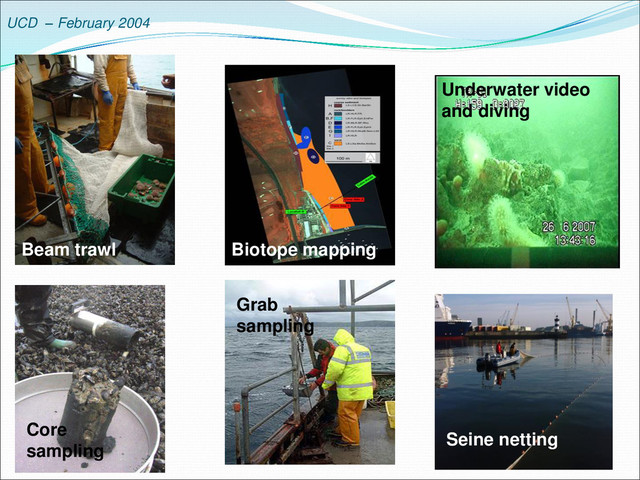UCD – February 2004
Beam trawl Biotope mapping
Underwater video
and diving
Core
sampling
Grab
sampling
Seine netting
