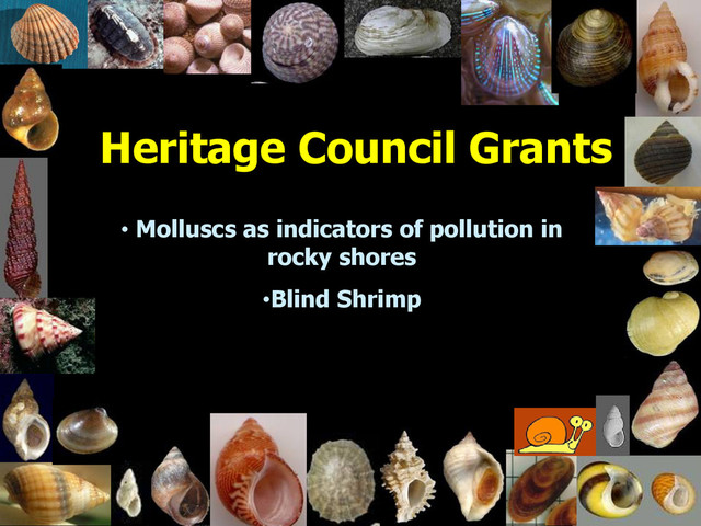 UCD – February 2004
Heritage Council Grants
• Molluscs as indicators of pollution in
rocky shores
•Blind Shrimp
