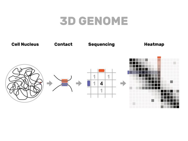 Cell Nucleus Contact Sequencing Heatmap
3D GENOME

