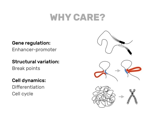 Gene regulation:
Enhancer-promoter
Structural variation:
Break points
Cell dynamics:
Diﬀerentiation
Cell cycle
WHY CARE?

