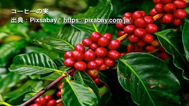 コーヒーの実
出典：Pixsabay https://pixabay.com/ja/
