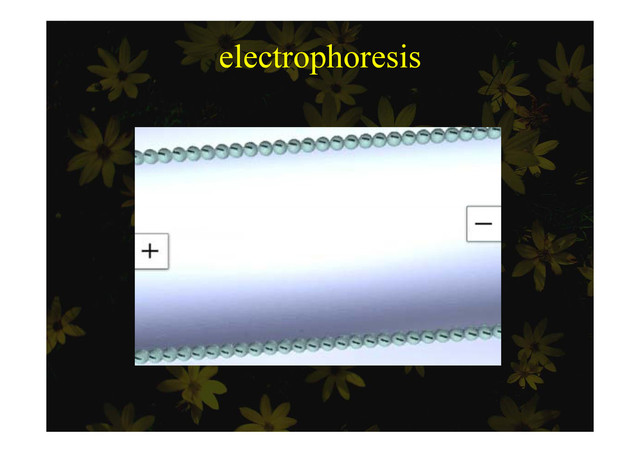 electrophoresis
p
