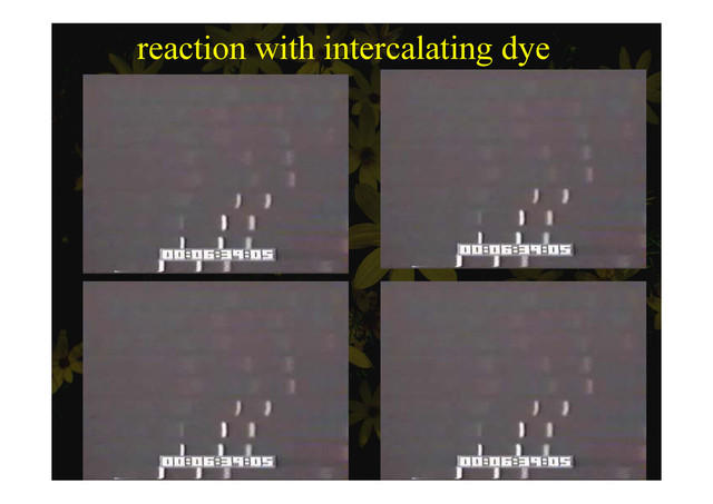 reaction with intercalating dye
