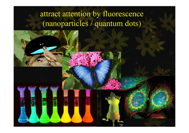 attract attention by fluorescence
( ti l / t d t )
(nanoparticles / quantum dots)
