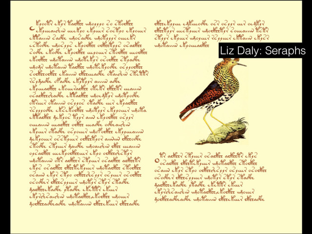 Liz Daly: Seraphs

