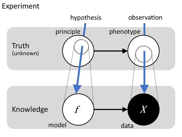 Experiment
hypothesis observa=on
principle phenotype
model data
Truth
Knowledge f X
(unknown)
