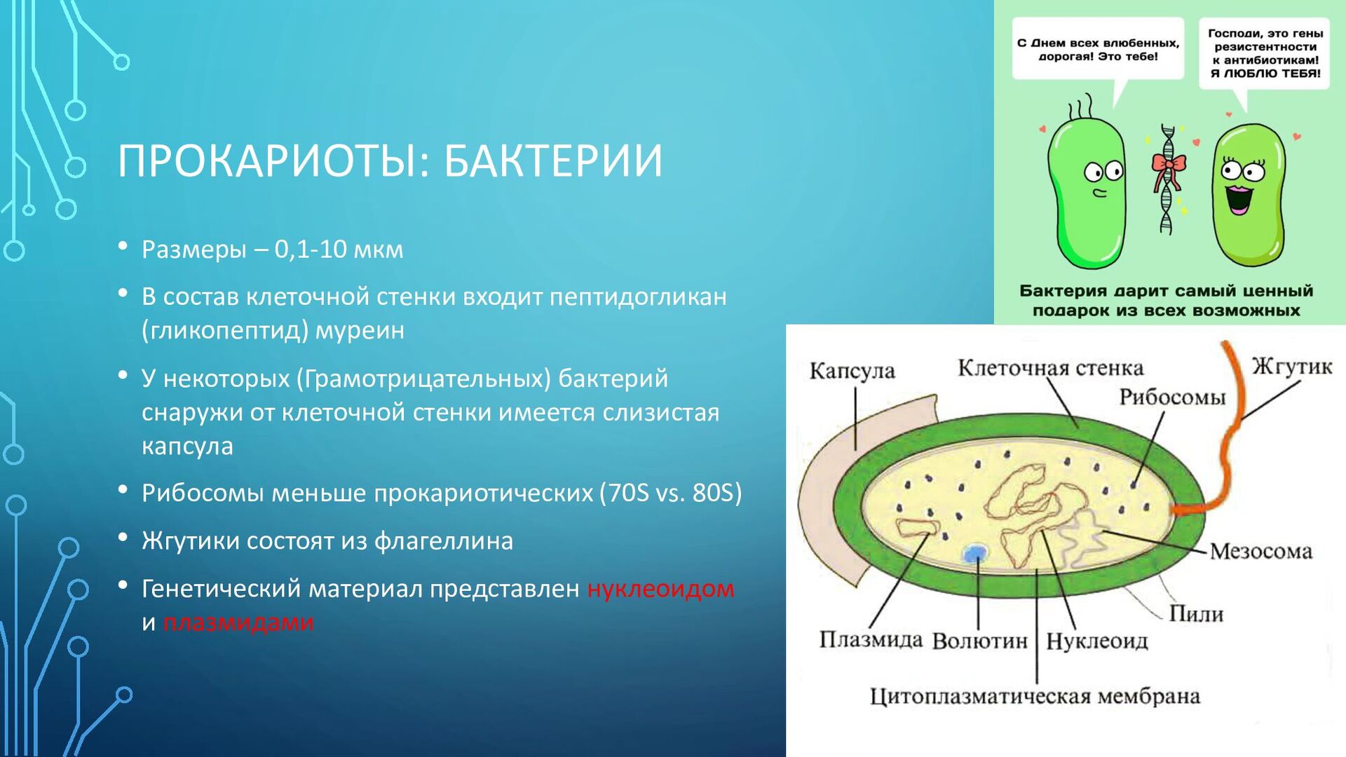 Прокариоты вирусы бактерии. Бактерии прокариоты. Бактерии грибы лишайники. Доядерные бактерии. Классификация прокариот.