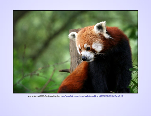 griangrafanna. (2006). Red Panda Pensive. https://www.flickr.com/photos/rh_photographic_art/12831639683/CC BY-NC 2.0
