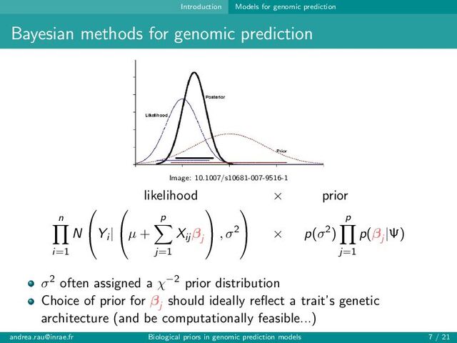 Introduction Models for genomic prediction
Bayesian methods for genomic prediction
Image: 10.1007/s10681-007-9516-1
likelihood × prior
n
i=1
N

Yi |

µ +
p
j=1
Xij βj

 , σ2

 × p(σ2)
p
j=1
p(βj
|Ψ)
σ2 often assigned a χ−2 prior distribution
Choice of prior for βj
should ideally reflect a trait’s genetic
architecture (and be computationally feasible...)
andrea.rau@inrae.fr Biological priors in genomic prediction models 7 / 21
