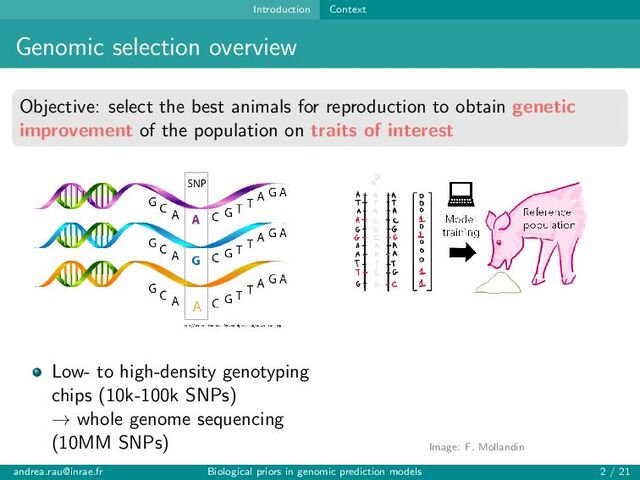 Introduction Context
Genomic selection overview
Objective: select the best animals for reproduction to obtain genetic
improvement of the population on traits of interest
Low- to high-density genotyping
chips (10k-100k SNPs)
→ whole genome sequencing
(10MM SNPs) Image: F. Mollandin
andrea.rau@inrae.fr Biological priors in genomic prediction models 2 / 21
