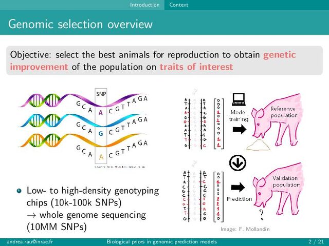 Introduction Context
Genomic selection overview
Objective: select the best animals for reproduction to obtain genetic
improvement of the population on traits of interest
Low- to high-density genotyping
chips (10k-100k SNPs)
→ whole genome sequencing
(10MM SNPs) Image: F. Mollandin
andrea.rau@inrae.fr Biological priors in genomic prediction models 2 / 21
