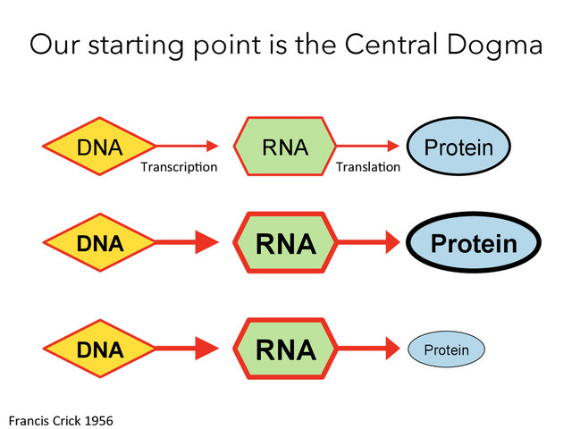 Our starting point is the Central Dogma
DNA RNA Protein
DNA RNA Protein
Transcrip)on	   Transla)on	  
DNA RNA Protein
Francis	  Crick	  1956	  
