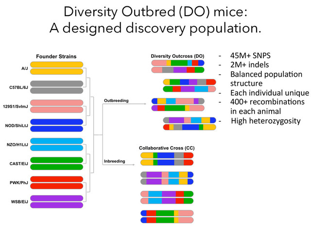 Diversity Outbred (DO) mice:
A designed discovery population.
-­‐  45M+	  SNPS	  
-­‐  2M+	  indels	  
-­‐  Balanced	  popula)on	  
	  	  	  	  	  	  structure	  
-­‐  Each	  individual	  unique	  
-­‐  400+	  recombina)ons	  
	  	  	  	  	  	  in	  each	  animal	  
-­‐	  	  	  	  	  High	  heterozygosity	  
