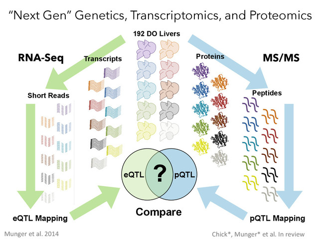 192 DO Livers
Transcripts
Short Reads
RNA-Seq
eQTL pQTL
eQTL Mapping pQTL Mapping
Proteins
Peptides
MS/MS
Compare
?
Munger	  et	  al.	  2014	   Chick*,	  Munger*	  et	  al.	  In	  review	  
“Next Gen” Genetics, Transcriptomics, and Proteomics
