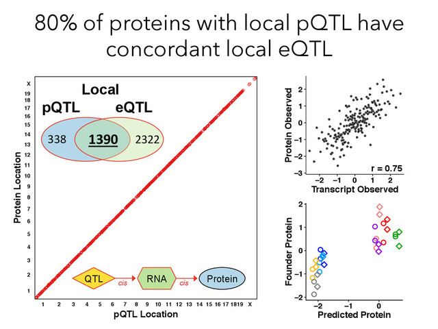 80% of proteins with local pQTL have
concordant local eQTL
Protein Location
pQTL Location
1 2 3 4 5 6 7 8 9 10 11 12 13 14 15 16 17 1819 X
1
2
3
4
5
6
7
8
9
10
11
12
13
14
15
16
17
18
19
X
●
●
●
●
●
●
●
●
●
●
●
●
●
●
●
●
●
●
●
●
●
●
●
●
●
●
●
●
●
●
●
●
●
●
●
●
●
●
●
●
●
●
●
●
●
●
●
●
●
●
●
●
●
●
●
●
●
●
●
●
●
●
●
●
●
●
●
●
●
●
●
●
●
●
●
●
●
●
●
●
●
●
●
●
●
●
●
●
●
●
●
●
●
●
●
●
●
●
●
●
●
●
●
●
●
●
●
●
●
●
●
●
●
●
●
●
●
●
●
●
●
●
●
●
●
●
●
●
●
●
●
●
●
●
●
●
●
●
●
●
●
●
●
●
●
●
●
●
●
●
●
●
●
●
●
●
●
●
●
●
●
●
●
●
●
●
●
●
●
●
●
●
●
●
●
●
●
●
●
●
●
●
●
●
●
●
●
●
●
●
●
●
●
●
●
●
●
●
●
●
●
●
●
●
●
●
●
●
●
●
●
●
●
●
●
●
●
●
●
●
●
●
●
●
●
●
●
●
●
●
●
●
●
●
●
●
●
●
●
●
●
●
●
●
●
●
●
●
●
●
●
●
●
●
●
●
●
●
●
●
●
●
●
●
●
●
●
●
●
●
●
●
●
●
●
●
●
●
●
●
●
●
●
●
●
●
●
●
●
●
●
●
●
●
●
●
●
●
●
●
●
●
●
●
●
●
●
●
●
●
●
●
●
●
●
●
●
●
●
●
●
●
●
●
●
●
●
●
●
●
●
●
●
●
●
●
●
●
●
●
●
●
●
●
●
●
●
●
●
●
●
●
●
●
●
●
●
●
●
●
●
●
●
●
●
●
●
●
●
●
●
●
●
●
●
●
●
●
●
●
●
●
●
●
●
●
●
●
●
●
●
●
●
●
●
●
●
●
●
●
●
●
●
●
●
●
●
●
●
●
●
●
●
●
●
●
●
●
●
●
●
●
●
●
●
●
●
●
●
●
●
●
●
●
●
●
●
●
●
●
●
●
●
●
●
●
●
●
●
●
●
●
●
●
●
●
●
●
●
●
●
●
●
●
●
●
●
●
●
●
●
●
●
●
●
●
●
●
●
●
●
●
●
●
●
●
●
●
●
●
●
●
●
●
●
●
●
●
●
●
●
●
●
●
●
●
●
●
●
●
●
●
●
●
●
●
●
●
●
●
●
●
●
●
●
●
●
●
●
●
●
●
●
●
●
●
●
●
●
●
●
●
●
●
●
●
●
●
●
●
●
●
●
●
●
●
●
●
●
●
●
●
●
●
●
●
●
●
●
●
●
●
●
●
●
●
●
●
●
●
●
●
●
●
●
●
●
●
●
●
●
●
●
●
●
●
●
●
●
●
●
●
●
●
●
●
●
●
●
●
●
●
●
●
●
●
●
●
●
●
●
●
●
●
●
●
●
●
●
●
●
●
●
●
●
●
●
●
●
●
●
●
●
●
●
●
●
●
●
●
●
●
●
●
●
●
●
●
●
●
●
●
●
●
●
●
●
●
●
●
●
●
●
●
●
●
●
●
●
●
●
●
●
●
●
●
●
●
●
●
●
●
●
●
●
●
●
●
●
●
●
●
●
●
●
●
●
●
●
●
●
●
●
●
●
●
●
●
●
●
●
●
●
●
●
●
●
●
●
●
●
●
●
●
●
●
●
●
●
●
●
●
●
●
●
●
●
●
●
●
●
●
●
●
●
●
●
●
●
●
●
●
●
●
●
●
●
●
●
●
●
●
●
●
●
●
●
●
●
●
●
●
●
●
●
●
●
●
●
●
●
●
●
●
●
●
●
●
●
●
●
●
●
●
●
●
●
●
●
●
●
●
●
●
●
●
●
●
●
●
●
●
●
●
●
●
●
●
●
●
●
●
●
●
●
●
●
●
●
●
●
●
●
●
●
●
●
●
●
●
●
●
●
●
●
●
●
●
●
●
●
●
●
●
●
●
●
●
●
●
●
●
●
●
●
●
●
●
●
●
●
●
●
●
●
●
●
●
●
●
●
●
●
●
●
●
●
●
●
●
●
●
●
●
●
●
●
●
●
●
●
●
●
●
●
●
●
●
●
●
●
●
●
●
●
●
●
●
●
●
●
●
●
●
●
●
●
●
●
●
●
●
●
●
●
●
●
●
●
●
●
●
●
●
●
●
●
●
●
●
●
●
●
●
●
●
●
●
●
●
●
●
●
●
●
●
●
●
●
●
●
●
●
●
●
●
●
●
●
●
●
●
●
●
●
●
●
●
●
●
●
●
●
●
●
●
●
●
●
●
●
●
●
●
●
●
●
●
●
●
●
●
●
●
●
●
●
●
●
●
●
●
●
●
●
●
●
●
●
●
●
●
●
●
●
●
●
●
●
●
●
●
●
●
●
●
●
●
●
●
●
●
●
●
●
●
●
●
●
●
●
●
●
●
●
●
●
●
●
●
●
●
●
●
●
●
●
●
●
●
●
●
●
●
●
●
●
●
●
●
●
●
●
●
●
●
●
●
●
●
●
●
●
●
●
●
●
●
●
●
●
●
●
●
●
●
●
●
●
●
●
●
●
●
●
●
●
●
●
●
●
●
●
●
●
●
●
●
●
●
●
●
●
●
●
●
●
●
●
●
●
●
●
●
●
●
●
●
●
●
●
●
●
●
●
●
●
●
●
●
●
●
●
●
●
●
●
●
●
●
●
●
●
●
●
●
●
●
●
●
●
●
●
●
●
●
●
●
●
●
●
●
●
●
●
●
●
●
●
●
●
●
●
●
●
●
●
●
●
●
●
●
●
●
●
●
●
●
●
●
●
●
●
●
●
●
●
●
●
●
●
●
●
●
●
●
●
●
●
●
●
●
●
●
●
●
●
●
●
●
●
●
●
●
●
●
●
●
●
●
●
●
●
●
●
●
●
●
●
●
●
●
●
●
●
●
●
●
●
●
●
●
●
●
●
●
●
●
●
●
●
●
●
●
●
●
●
●
●
●
●
●
●
●
●
●
●
●
●
●
●
●
●
●
●
●
●
●
●
●
●
●
●
●
●
●
●
●
●
●
●
●
●
●
●
●
●
●
●
●
●
●
●
●
●
●
●
●
●
●
●
●
●
●
●
●
●
●
●
●
●
●
●
●
●
●
●
●
●
●
Local
eQTL
pQTL
2322	  
338	   1390	  
−2 −1 0 1 2
−3
−2
−1
0
1
2
Protein Observed
Transcript Observed
r = 0.75
−2 −1 0
−2
−1
0
1
2
Founder Protein
Predicted Protein
QTL RNA Protein
cis cis
