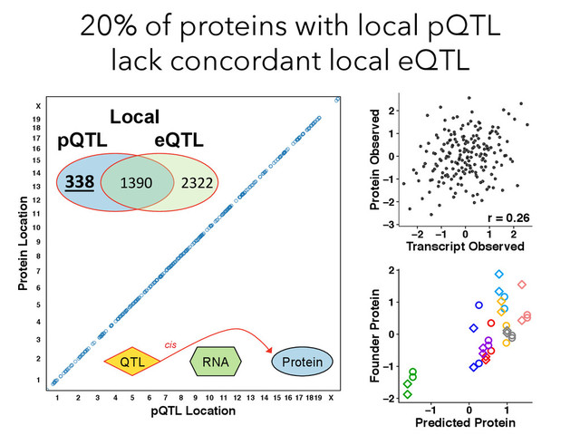 Protein Location
pQTL Location
1 2 3 4 5 6 7 8 9 10 11 12 13 14 15 16 17 1819 X
1
2
3
4
5
6
7
8
9
10
11
12
13
14
15
16
17
18
19
X
20% of proteins with local pQTL
lack concordant local eQTL
Local
eQTL
pQTL
2322	  
338	   1390	  
−2 −1 0 1 2
−3
−2
−1
0
1
2
Protein Observed
Transcript Observed
r = 0.26
QTL RNA Protein
cis
−1 0 1
−2
−1
0
1
2
Founder Protein
Predicted Protein
