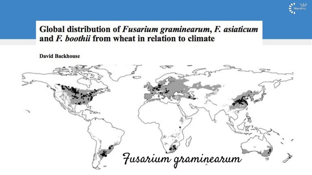 Fusarium graminearum
