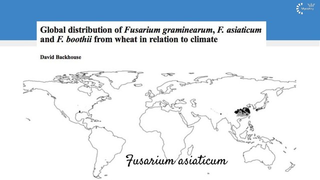 Fusarium asiaticum
