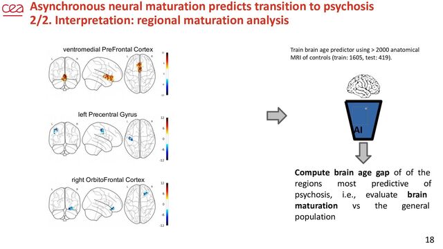 18
Train brain age predictor using > 2000 anatomical
MRI of controls (train: 1605, test: 419).
AI
Compute brain age gap of of the
regions most predictive of
psychosis, i.e., evaluate brain
maturation vs the general
population
ventromedial PreFrontal Cortex
right OrbitoFrontal Cortex
left Precentral Gyrus
Asynchronous neural maturation predicts transition to psychosis
2/2. Interpretation: regional maturation analysis
