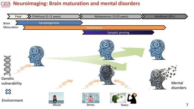 7
Neuroimaging: Brain maturation and mental disorders
Synaptogenesis
Myelination
Synaptic pruning
Fetal Childhood (0-12 years) Adolescence (12-20 years) Adulthood (20+)
Brain
Maturation
Mental
disorders
Genetic
vulnerability
Abuse Stress Toxics
Environment
