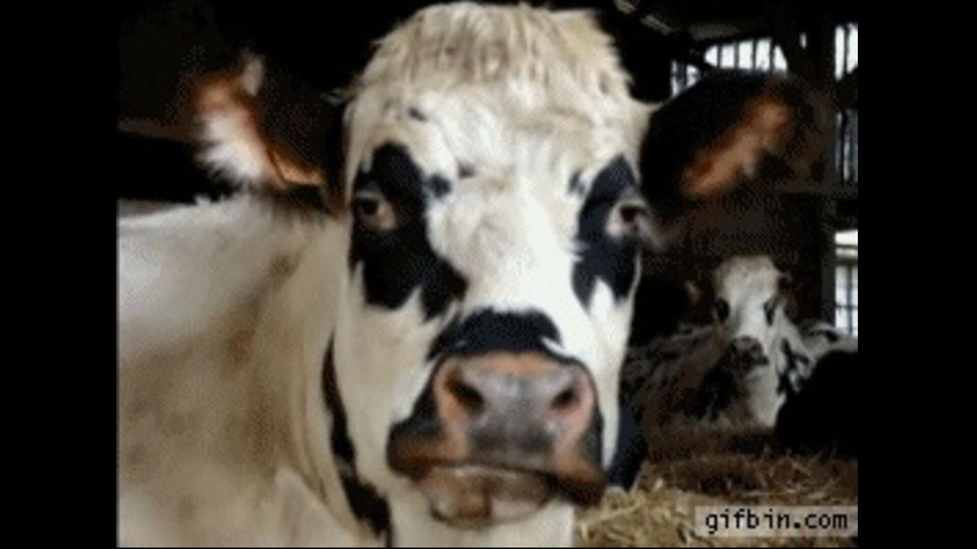 Cow chewing gif