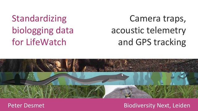 Standardizing
biologging data
for LifeWatch
Camera traps,
acoustic telemetry
and GPS tracking
Biodiversity Next, Leiden
Peter Desmet

