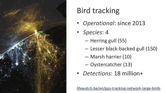 Bird tracking
•  Operational: since 2013
•  Species: 4
–  Herring gull (55)
–  Lesser black-backed gull (150)
–  Marsh harrier (10)
–  Oystercatcher (13)
•  Detections: 18 million+
lifewatch.be/en/gps-tracking-network-large-birds
