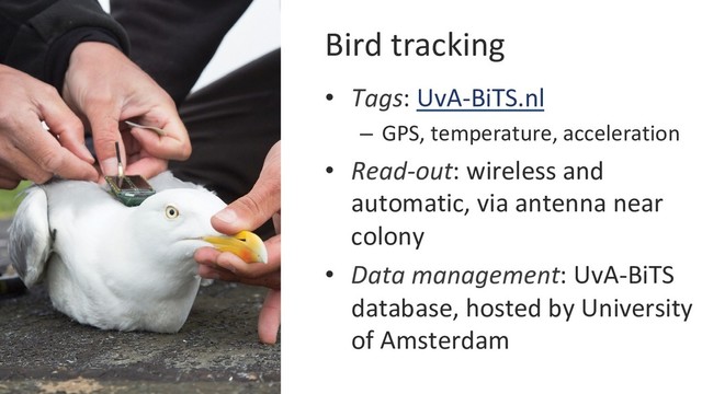 Bird tracking
•  Tags: UvA-BiTS.nl
–  GPS, temperature, acceleration
•  Read-out: wireless and
automatic, via antenna near
colony
•  Data management: UvA-BiTS
database, hosted by University
of Amsterdam
