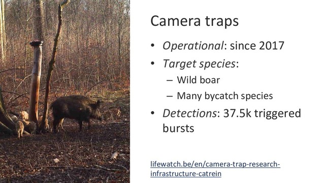 Camera traps
•  Operational: since 2017
•  Target species:
–  Wild boar
–  Many bycatch species
•  Detections: 37.5k triggered
bursts
lifewatch.be/en/camera-trap-research-
infrastructure-catrein
