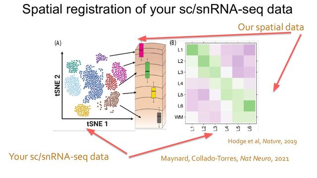 Spatial registration of your sc/snRNA-seq data
Your sc/snRNA-seq data
Our spatial data
Hodge et al, Nature, 2019
Maynard, Collado-Torres, Nat Neuro, 2021
