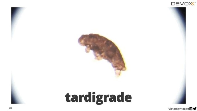 103
tardigrade
