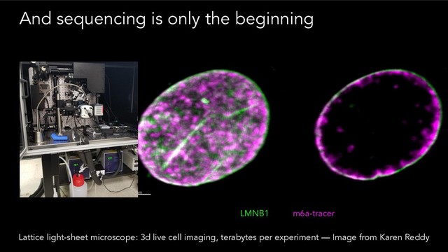 And sequencing is only the beginning
Lattice light-sheet microscope: 3d live cell imaging, terabytes per experiment — Image from Karen Reddy
LMNB1 m6a-tracer
