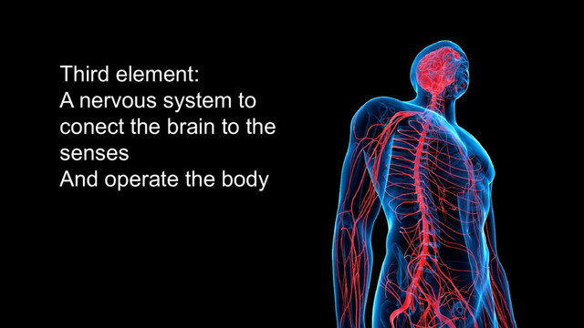 Third element:
A nervous system to
conect the brain to the
senses
And operate the body
