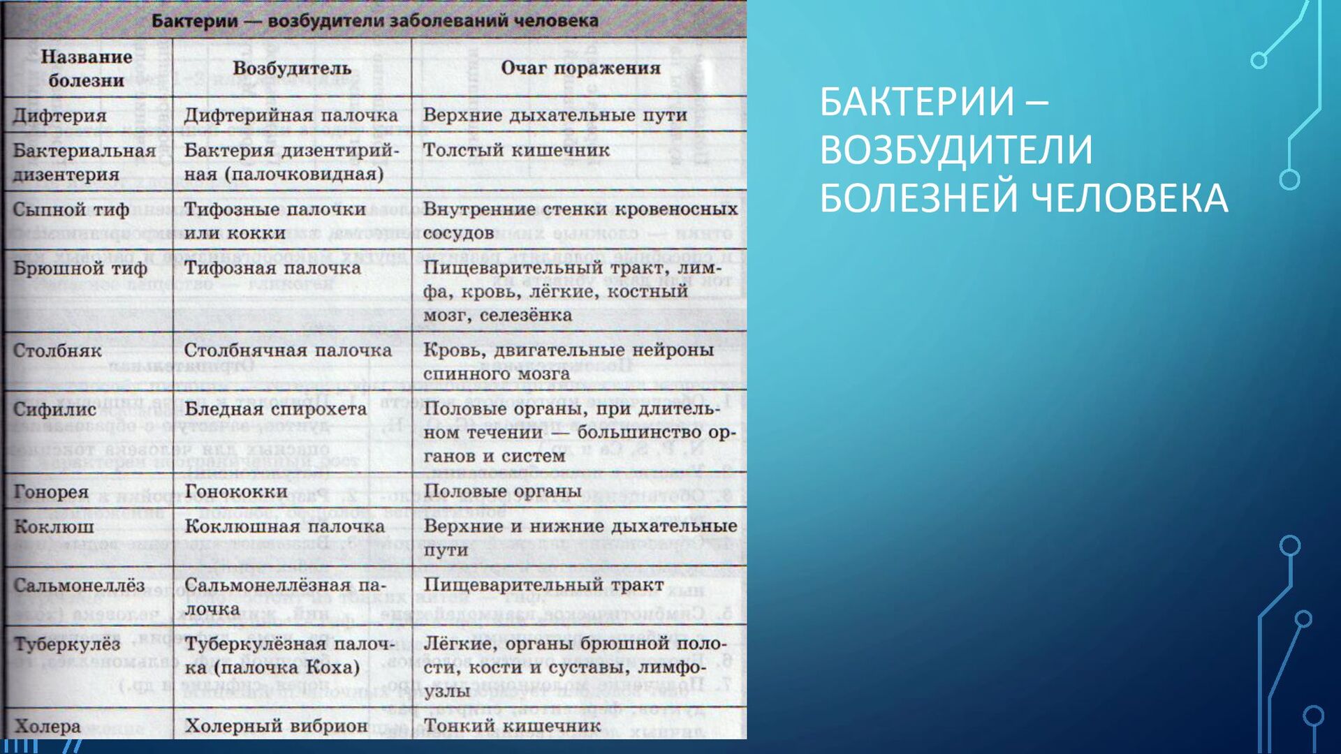 Микроорганизмы возбудители заболеваний. Бактерии возбудители заболеваний человека. Бактерии возбудители заболеваний человека таблица. 10 Бактериальных заболеваний. 10 Бактериальных заболеваний человека.