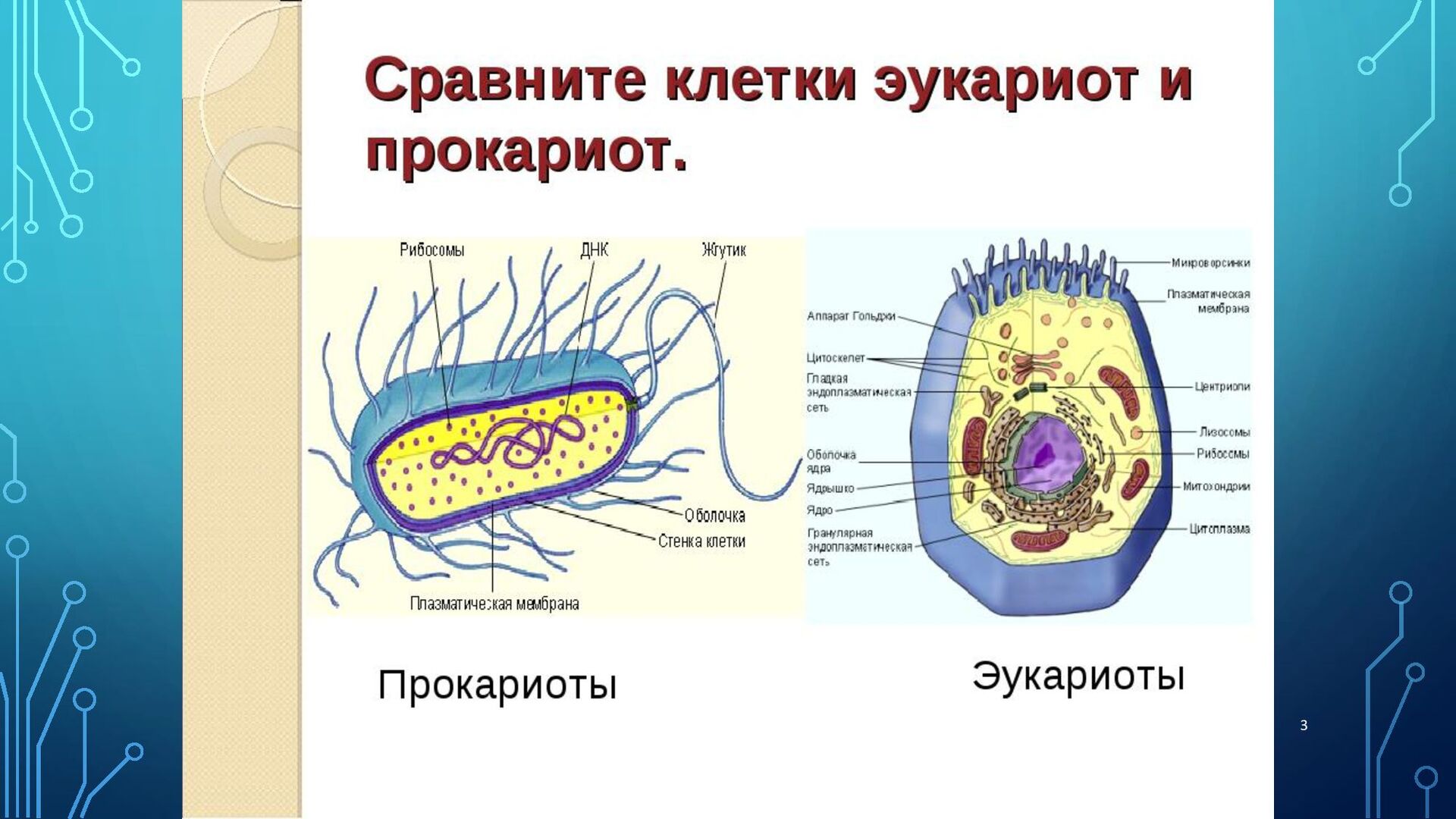 Прокариоты биология 5. Клетки прокариот и эукариот. Строение клетки прокариот и эукариот рисунок. Строение прокариот и эукариот. Строение клетки прокариот и эукариот.