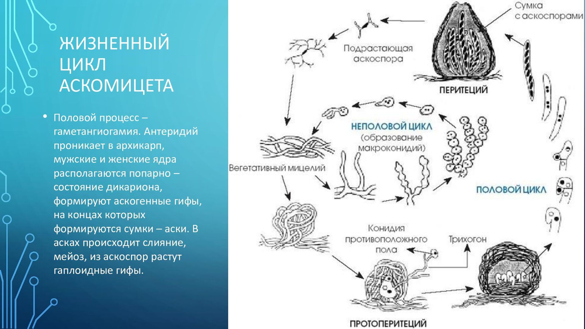 Цикл развития аскомицетов рисунок