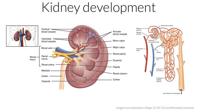 Kidney development
Images from OpenStax College, CC BY 3.0 via Wikimedia Commons

