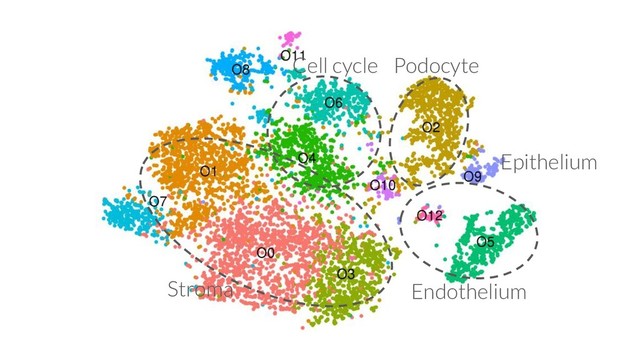 Stroma Endothelium
Cell cycle Podocyte
Epithelium
