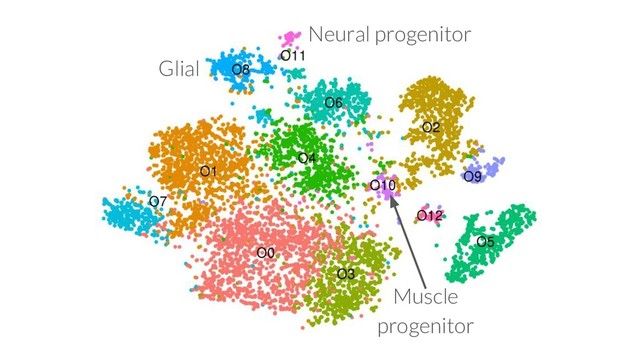 Glial
Neural progenitor
Muscle
progenitor
