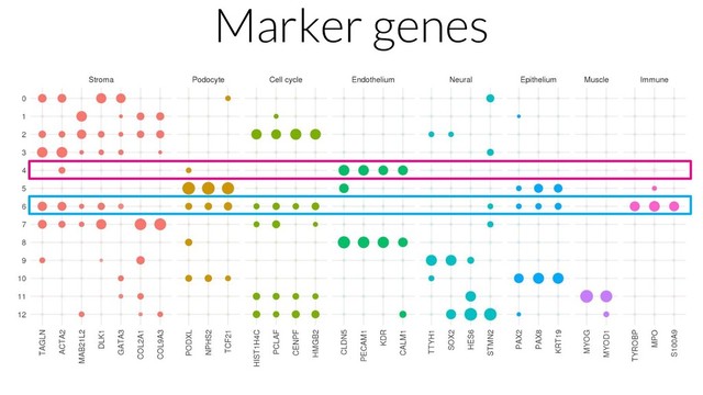 Marker genes
